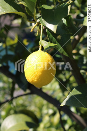 Setonai lemon Setonai lemon 57056038