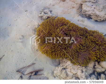 clown fishes in their host anemone at Surin islands national park, Phang Nga. Thailand 57056049