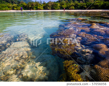 Coral in the beach at Surin islands national park, Phang Nga. Thailand 57056056