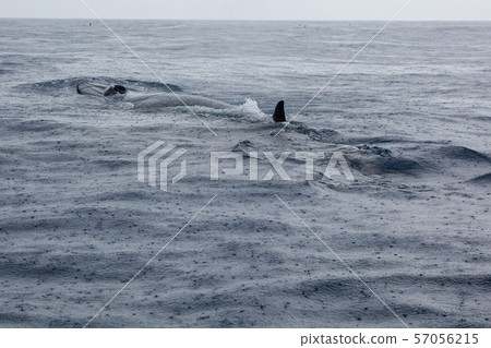 Whale Whale watching in the Pacific Ocean Rainy weather Whale Whale watching in the Pacific Ocean Rainy weather 57056215