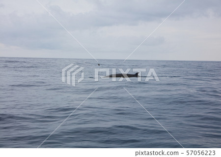 鯨魚 太平洋觀鯨 雨天 鯨魚 太平洋觀鯨 雨天 57056223