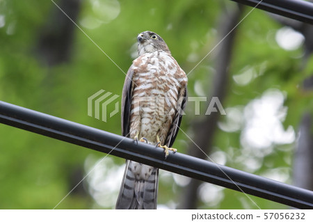 Young bird in the park 57056232