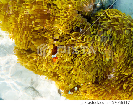 clown fishes in their host anemone at Surin islands national park, Phang Nga. Thailand clown fishes in their host anemone at Surin islands national park, Phang Nga. Thailand 57056317