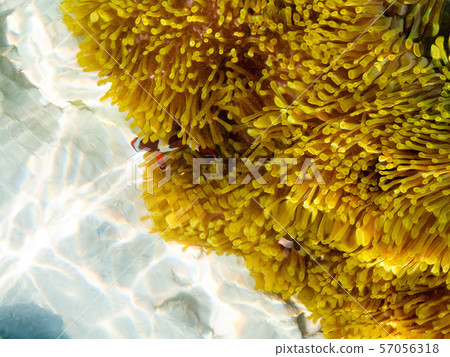 clown fishes in their host anemone at Surin islands national park, Phang Nga. Thailand 57056318
