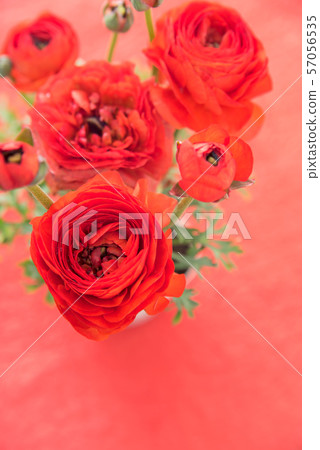 Red Ranunculus 57056535