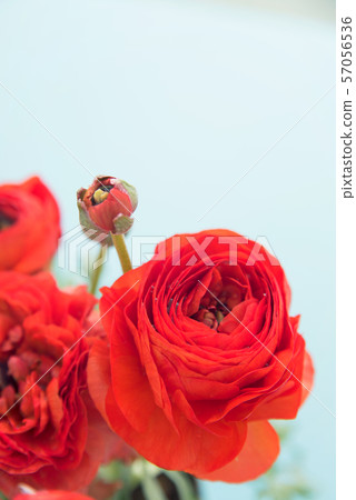 Red Ranunculus 57056536