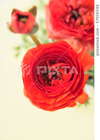 Image of 57056548