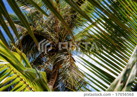 Palm tree at sky background. 57056568