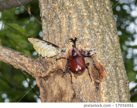 Charonda Charonda 57056891