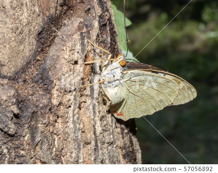 Charonda Charonda 57056892