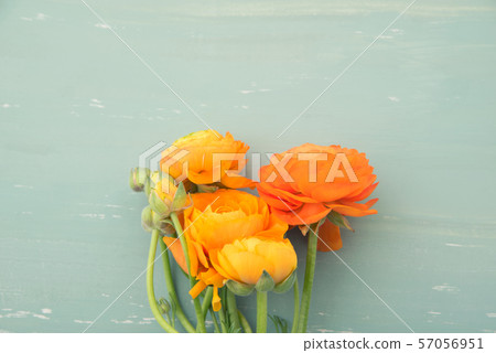 Ranunculus of Orange Ranunculus of Orange 57056951