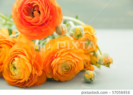 桔子毛茛屬 57056958