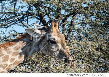Closeup of a giraffe eating scrubs from a bush Closeup of a giraffe eating scrubs from a bush 57057205