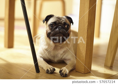 Dog cafe dog pug 57057214