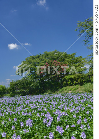 Water hyacinth that shines in the summer sky Water hyacinth that shines in the summer sky 57057323