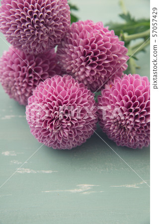 Purple ping-pong chrysanthemum 57057429