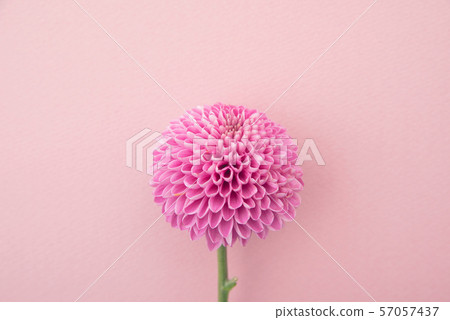 紫色乒乓球菊花 紫色乒乓球菊花 57057437