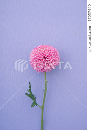 紫色乒乓球菊花 紫色乒乓球菊花 57057440