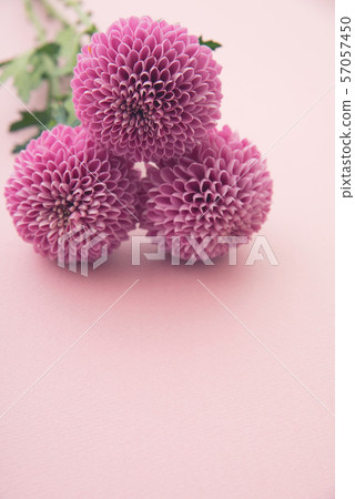 紫色乒乓球菊花 57057450