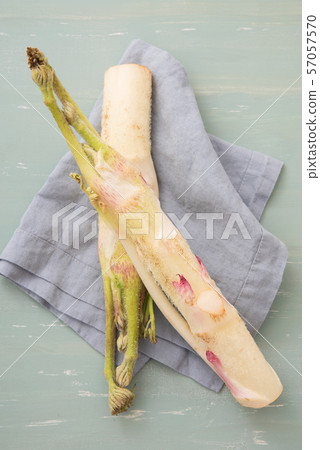 Mountain Udo 57057570