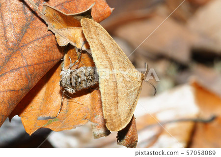 Cross Jihu Yuedashak (Mating) 57058089