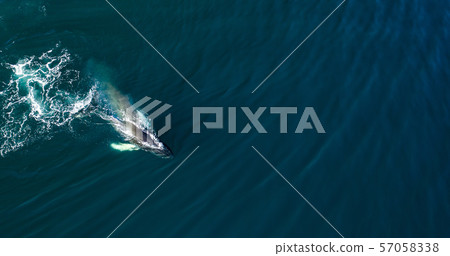 Aerial view of huge humpback whale, Iceland 57058338