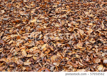 Natural autumnal background with fallen dried 57058562
