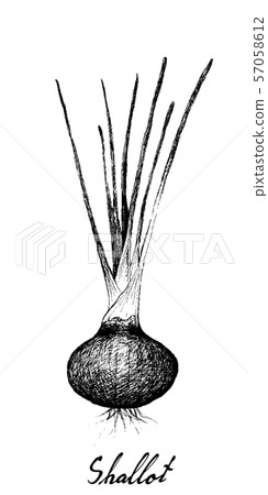 Hand Drawn of Shallots or Red Onions 57058612