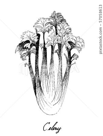 Hand Drawn of Celery on White Background Hand Drawn of Celery on White Background 57058613