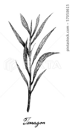 Hand Drawn of Fresh Tarragon Plant on White 57058615