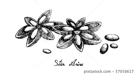 Hand Drawn of Dried Star Anise on White 57058617