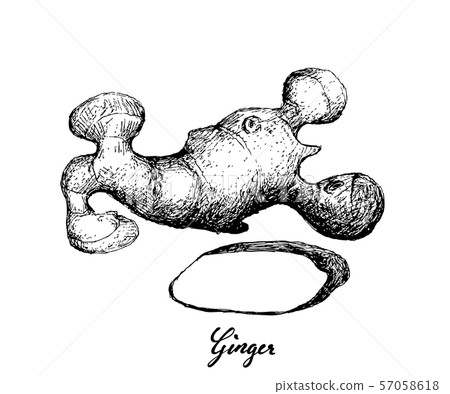 Hand Drawn of Ginger Root on White Background 57058618