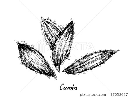 Hand Drawn of Dried Cumin on White Hand Drawn of Dried Cumin on White 57058627