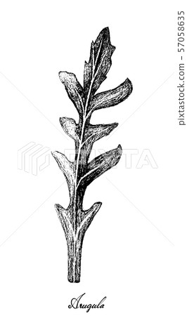 Hand Drawn of Arugula on White Background 57058635