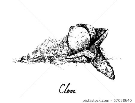 Hand Drawn of Dried Clove on White Hand Drawn of Dried Clove on White 57058640