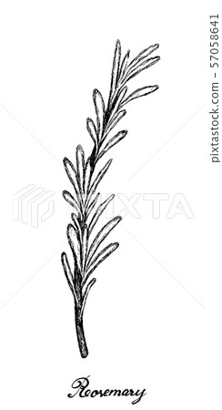 Hand Drawn of Fresh Rosemary Plant on White Hand Drawn of Fresh Rosemary Plant on White 57058641