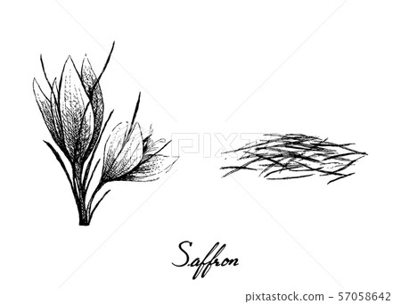 Hand Drawn of Saffron Thread and Flowers 57058642