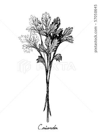 Hand Drawn of Fresh Green Coriander on White Hand Drawn of Fresh Green Coriander on White 57058645