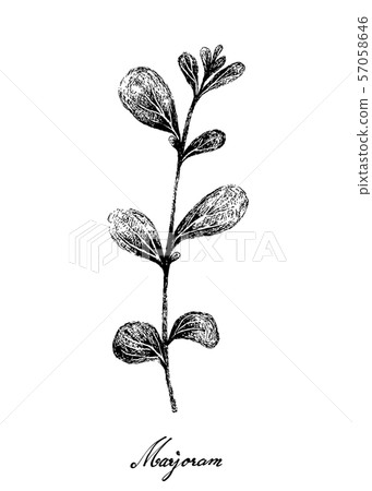 Hand Drawn of Fresh Marjoram Plant on White Hand Drawn of Fresh Marjoram Plant on White 57058646