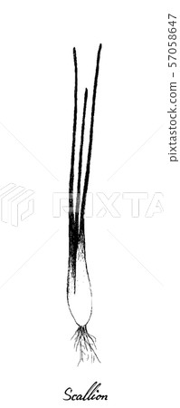 Hand Drawn of Scallion or Spring Onion 57058647