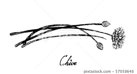 Hand Drawn of Garlic Chives with Flowers Hand Drawn of Garlic Chives with Flowers 57058648