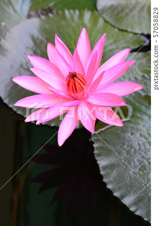 lotus flower on the water lotus flower on the water 57058829