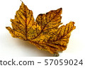 colorful autumn foliage isolated on a white 57059024