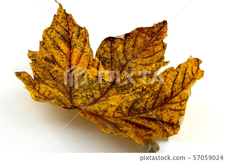 colorful autumn foliage isolated on a white colorful autumn foliage isolated on a white 57059024
