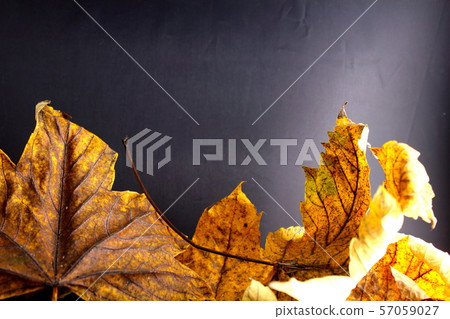 pile of colorful autumn foliage on a dark 57059027
