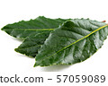 fresh bay leaves isolated on white copy space 57059089