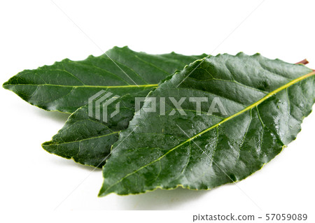 fresh bay leaves isolated on white copy space 57059089