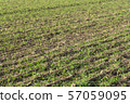 agricultural field with rows of furrows 57059095