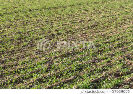 agricultural field with rows of furrows 57059095