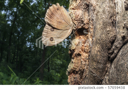 Janome蝴蝶 57059438